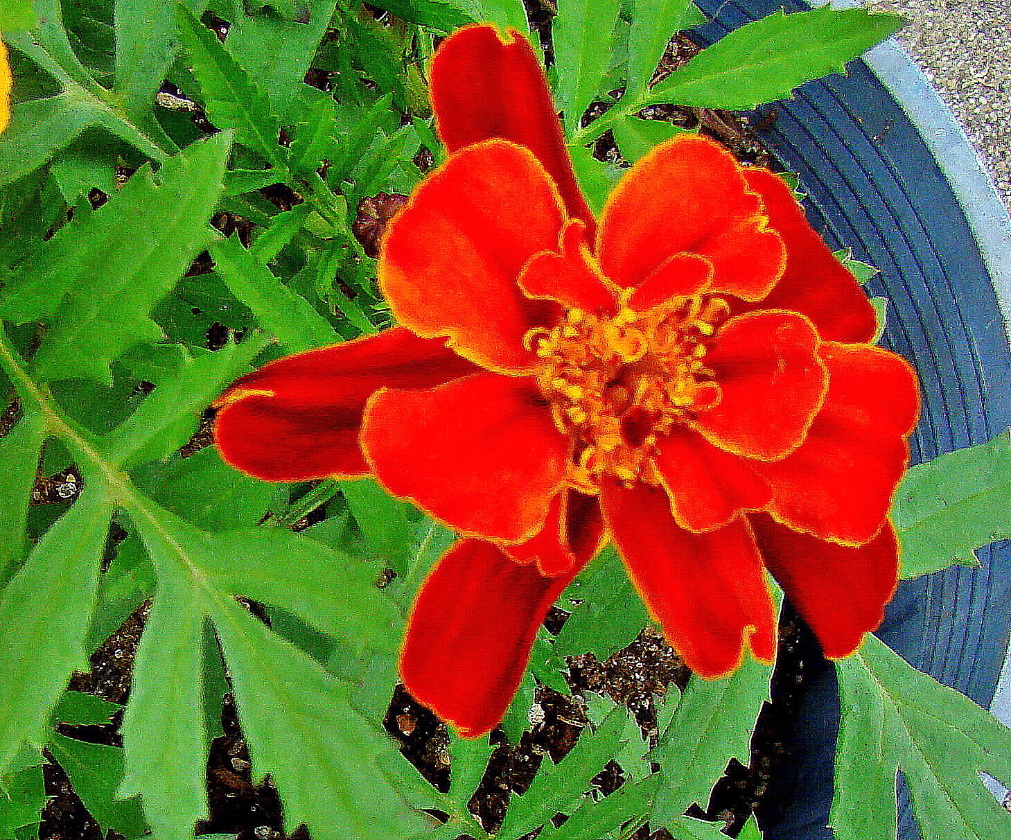 French Marigold.