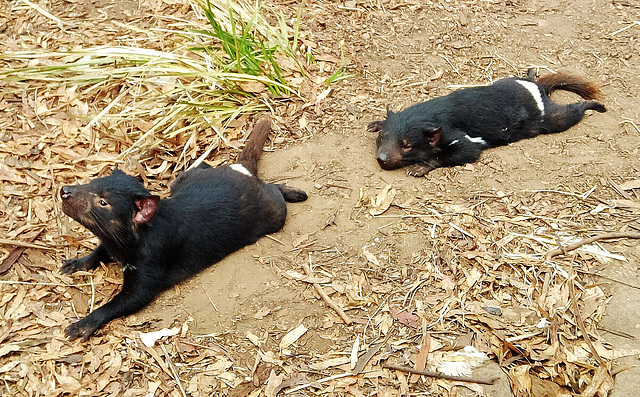 Tassie devils!