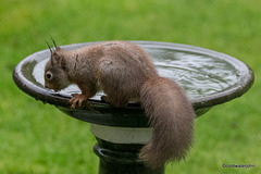 Eating peanuts is thirsty work