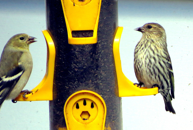 The first Pine siskin arrived in our yard today.