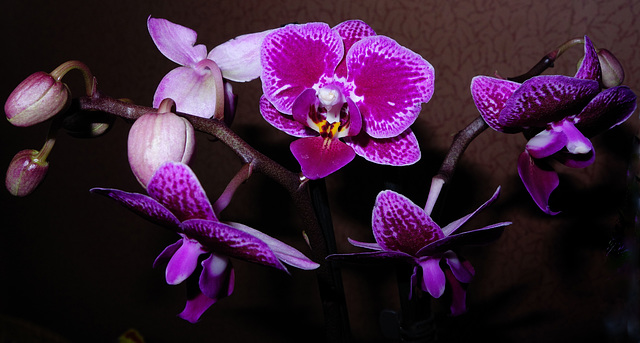 Phalaenopsis orchid.