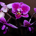 Phalaenopsis orchid.