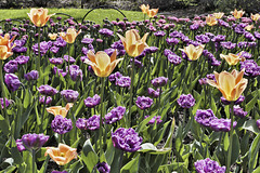 Tulips Arising, Take #2 – Canadian Tulip Festival, Dow’s Lake, Ottawa, Ontario, Canada