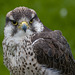 Chester cathedral falconry12