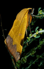 Ophiusa tirhaca (Noctuidae) 2