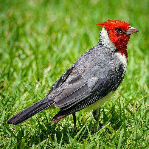 local resident - the Kahala Hotel