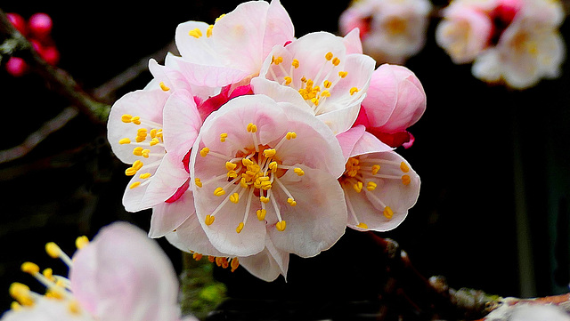 En avant première, les prunus...