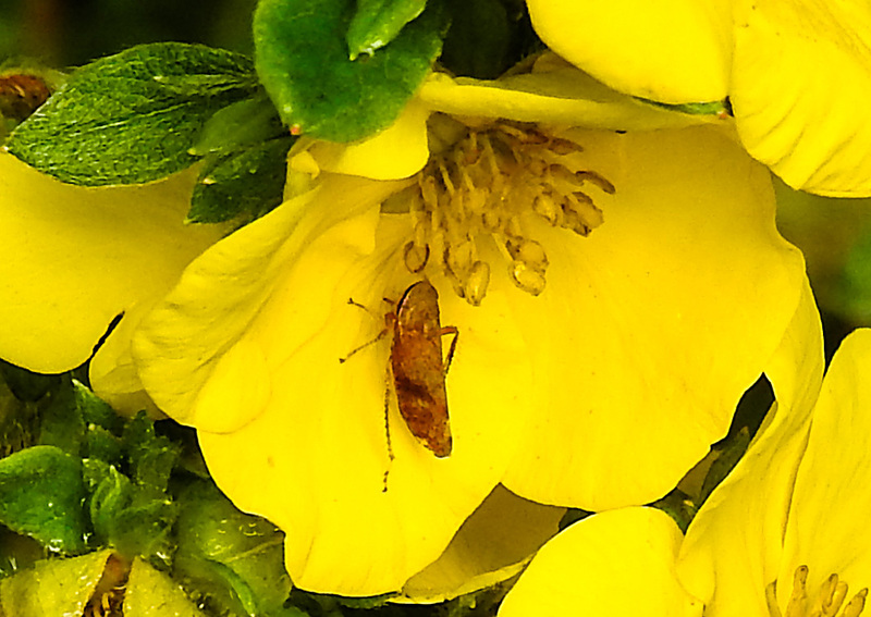 20230722 2824CPw [D~LIP] Fingerstrauch (Dasiphora fruticosa), Zikade, BS