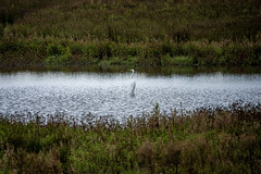 Great white egret