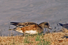 American Widgeon