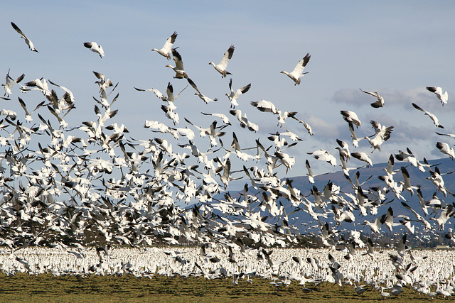 Snow Geese