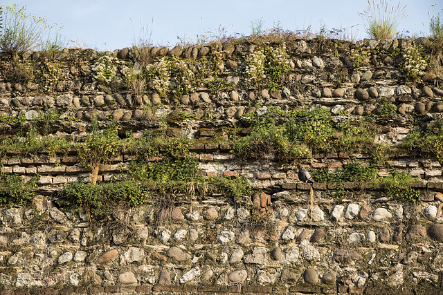 medieval (de)fence and pigeon of peace