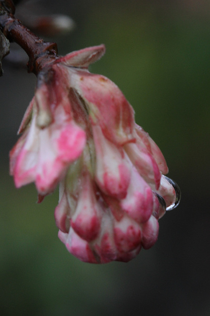 Water Drop