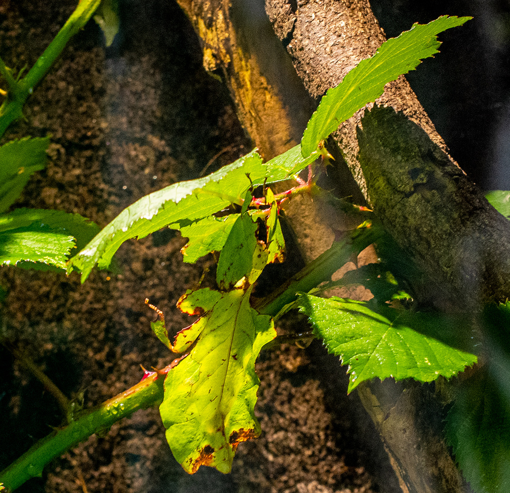 An insect known as a walking leaf.