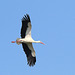 Weißstorch  - fliegend