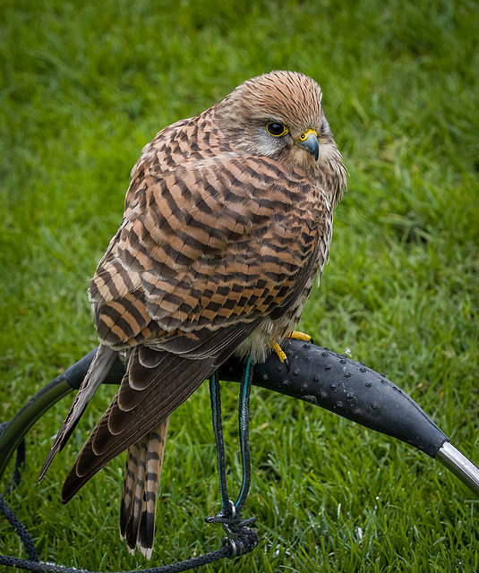 Chester cathedral falconry13