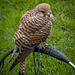 Chester cathedral falconry13