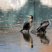 Duo de Cormorans