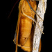 Ophiusa tirhaca (Noctuidae) 3