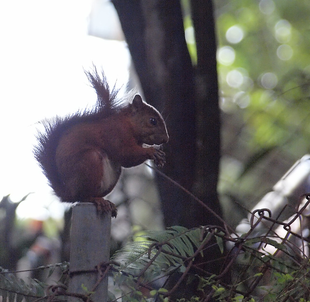 Ardilla comiendo corozo.