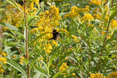 Blümchen&Bienchen 1