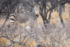 Namibia-0654