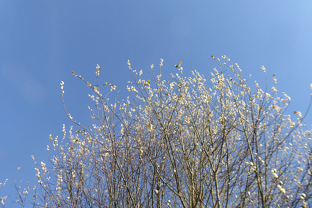 Vogelkirsche oder Traubenkirsche