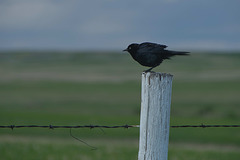 white post, black bird