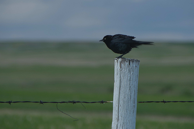 white post, black bird