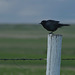 white post, black bird