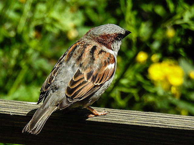20230604 0595CPw [D~LIP] Haussperling (Passer domesticus), Bad Salzuflen