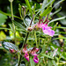 20230722 2830CPw [D~LIP] Gamander (Teucrium chamaedrys) [Schafkraut], BS