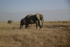 The leader female elephant.