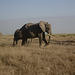 The leader female elephant.