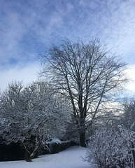 Le jardin sous la neige