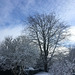 Le jardin sous la neige