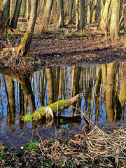 Galenbecker See Nr.1