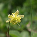 Yellow Columbine Yellow Columbine