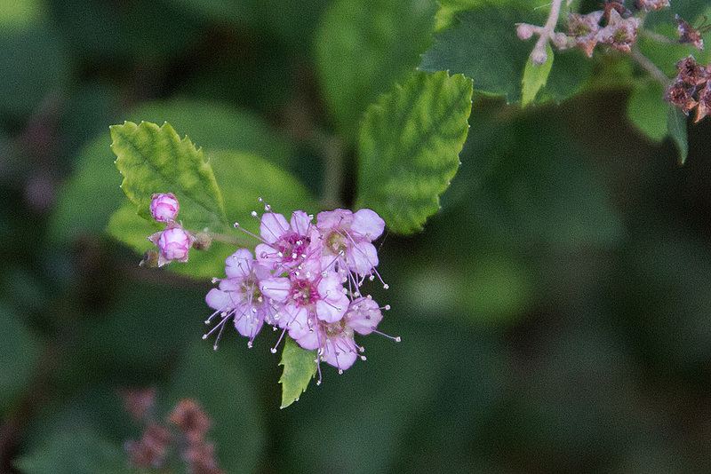20150809 8454VRAw [D~RI] Deutzie (Deutzia agg), Rinteln