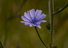 Flor de achicoria