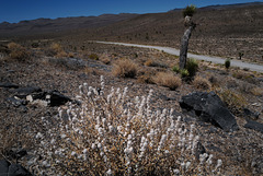 Krascheninnikovia ceratoides lanata, Death Valley USA L1020046