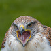 Chester cathedral falconry14