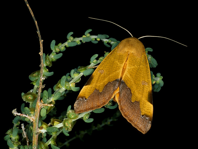 Ophiusa tirhaca (Noctuidae)