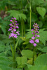 Platanthera psycodes (Small Purple Fringed orchid)