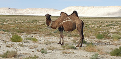 Camel