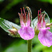 20230722 2831CPw [D~LIP] Gamander (Teucrium chamaedrys) [Schafkraut], BS