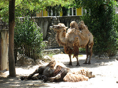 Camels.