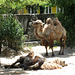 Camels.