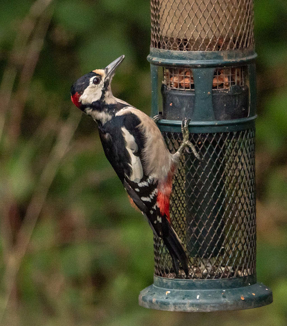 Great spotted woodpecker