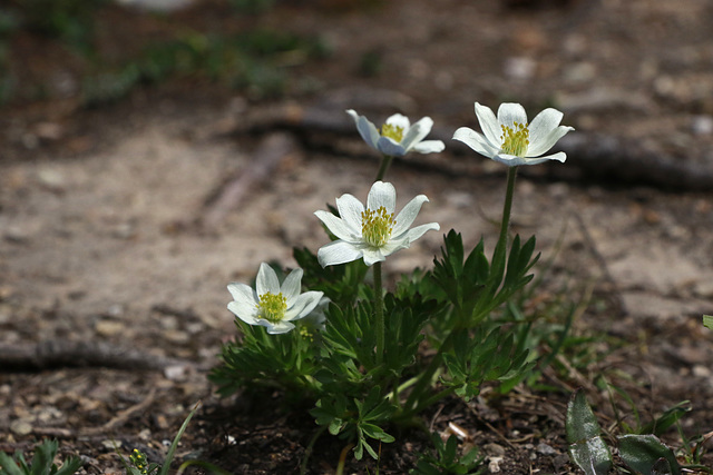 Little Belt Mountain Anemone